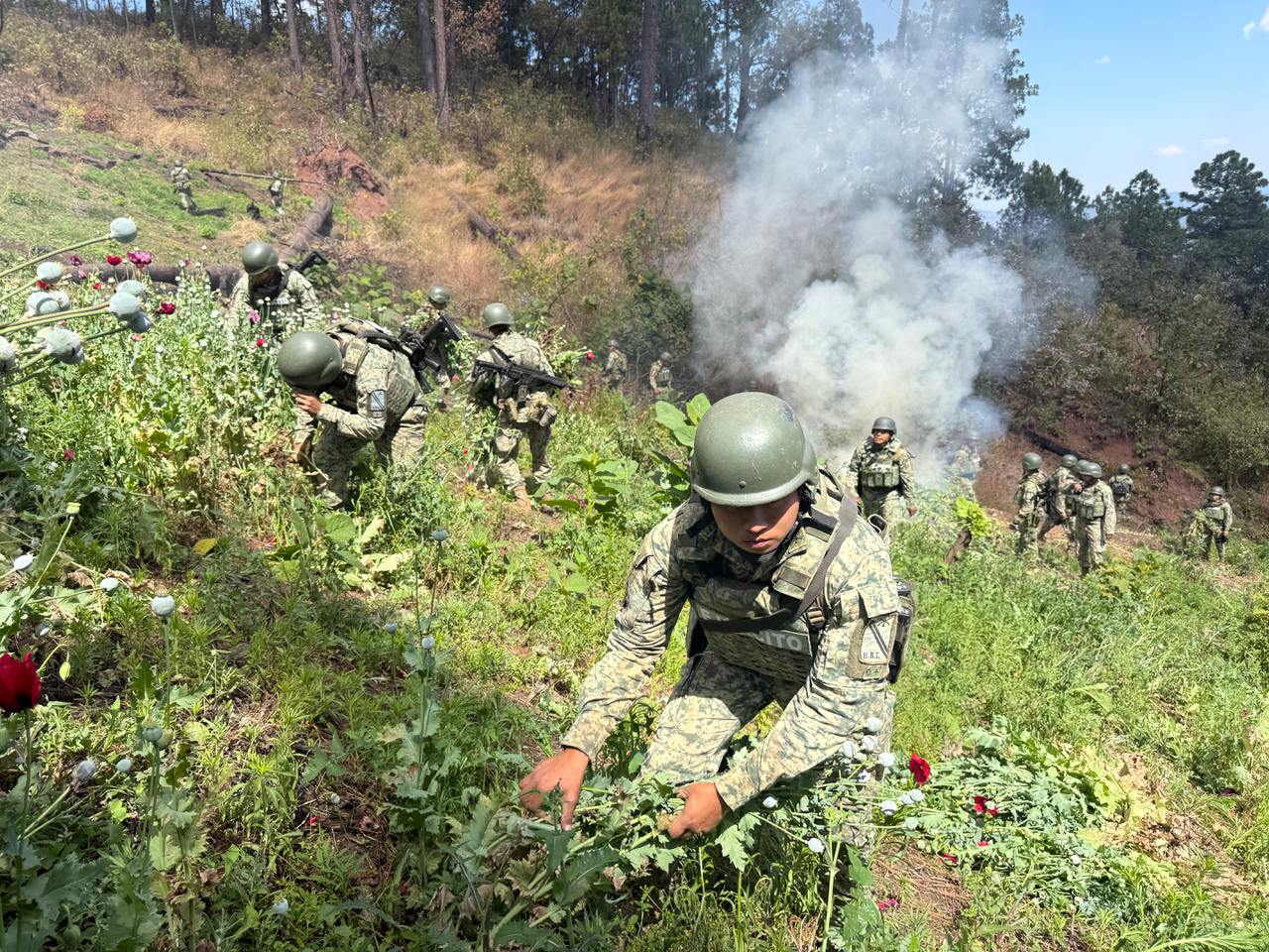 En la Sierra de Guerrero… Disminuyen cultivos de enervantes por los apoyos federales: Sedena