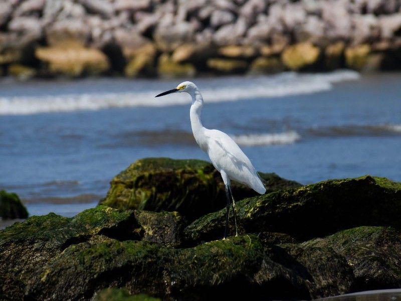 El Turismo de avistamiento de aves llega a su máximo esplendor en Ixtapa-Zihuatanejo