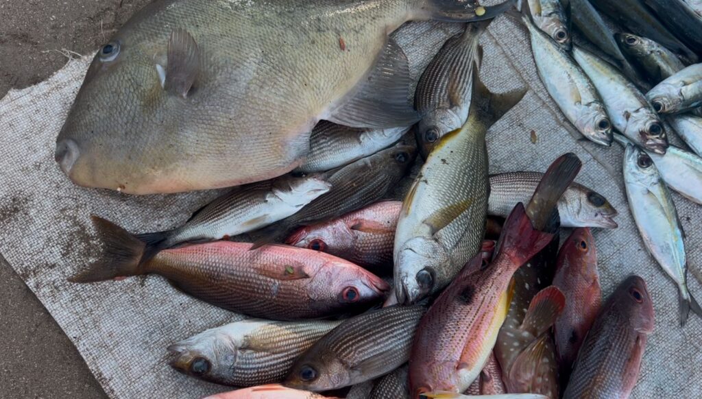 Venta de Pescado en Zihuatanejo: Variabilidad en la demanda y estabilidad de precios