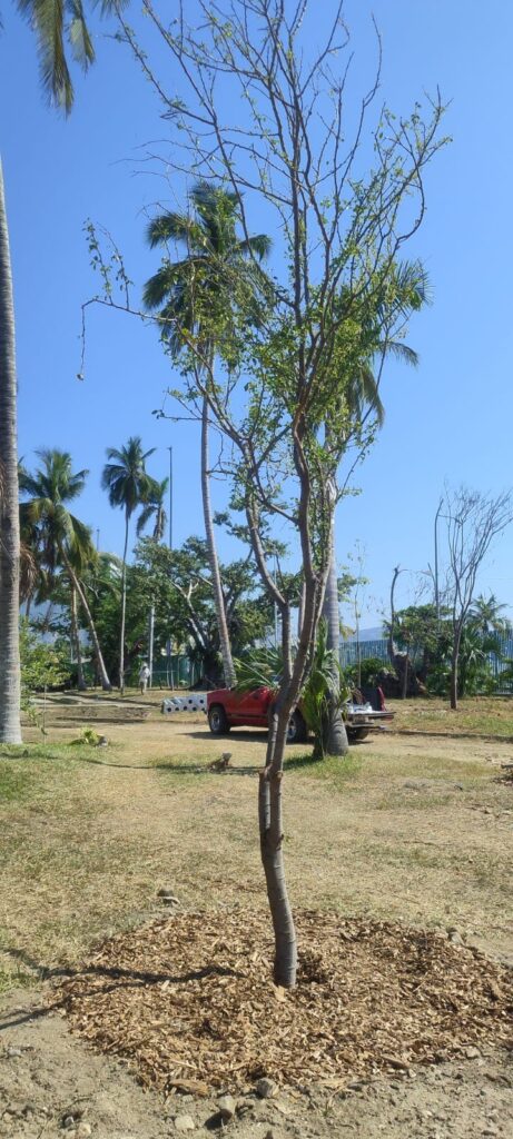 Se reforesta el Parque Papagayo con 280 árboles de gran tamaño, como parte del proyecto de rehabilitación de la gobernadora Evelyn Salgado