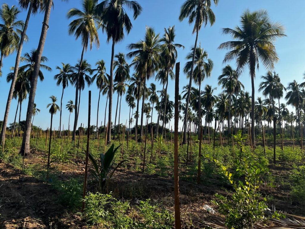 Productores agrícolas de Zihuatanejo claman por apoyo ante falta de recursos y escaso respaldo gubernamental