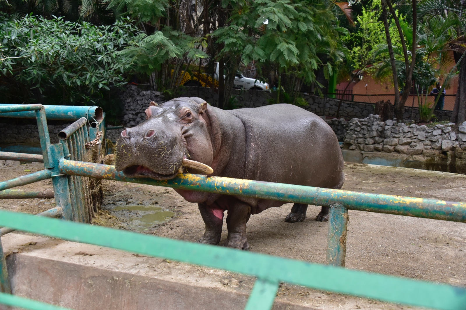 El Zoológico Zoochilpan de Chilpancingo promueve el programa de Bienestar Animal