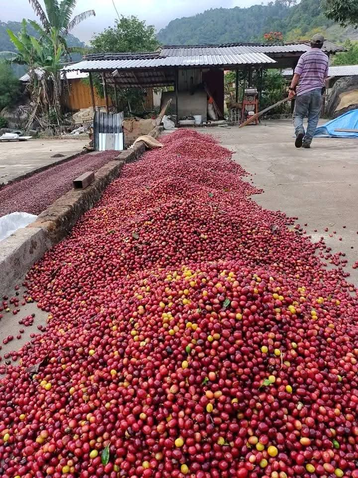 Pérdidas en la producción de café en Atoyac por el huracán John y fenómenos meteorológicos