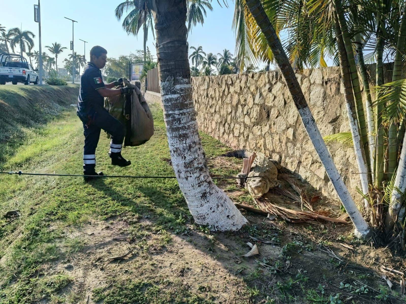 En Acapulco… Capturan a cocodrilo de 2.5 metros en las inmediaciones del hotel Princess