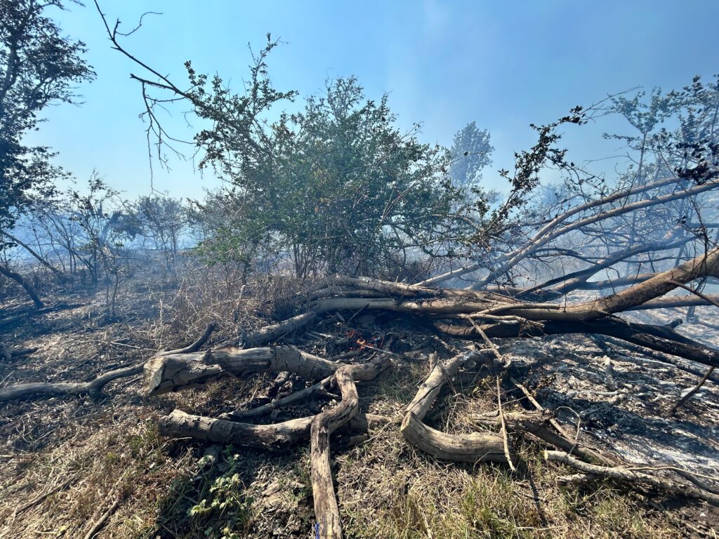 Consume el incendio unas 80 hectáreas en Coyuca de Benítez