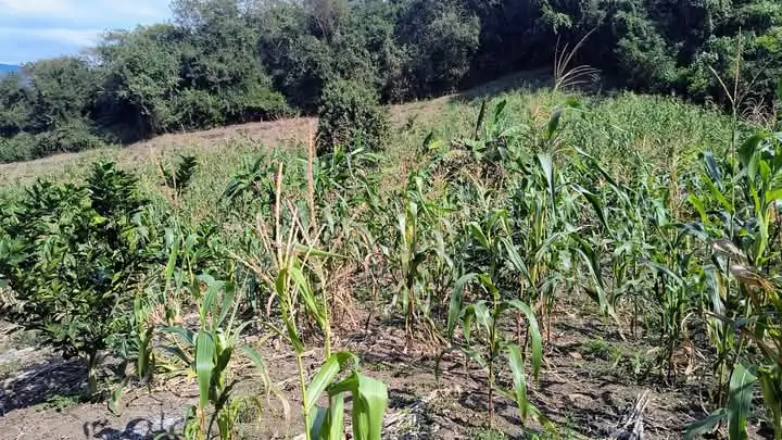 Severa sequía y fenómenos naturales impactan la producción de maíz y frijol en la Sierra de Atoyac
