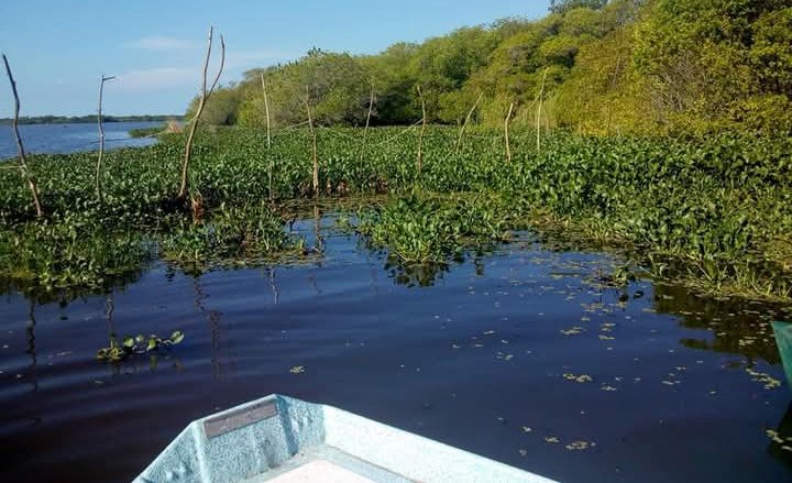 Lirio acuático ahoga la pesca en la laguna de Mitla: 80% de pescadores abandonan su oficio