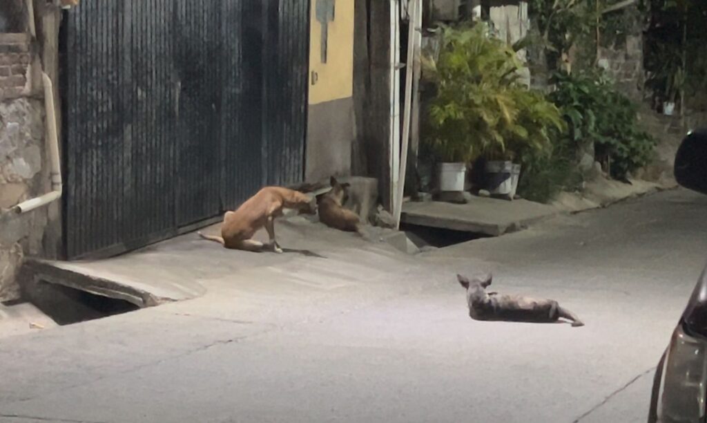 Alta incidencia de TVT en perros en situación de calle