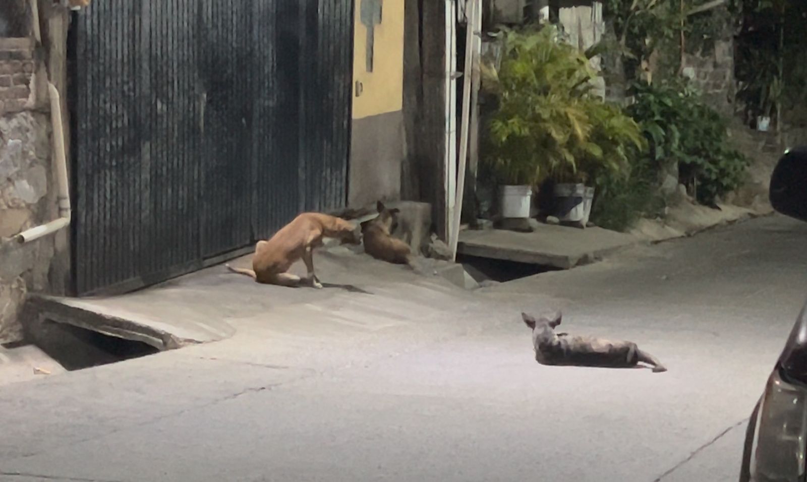 Alta incidencia de TVT en perros en situación de calle