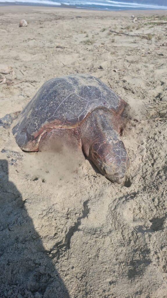 Llaman a controlar mascotas en playas de Zihuatanejo para evitar ataques a tortugas