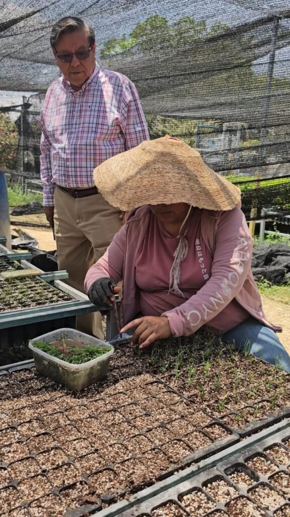 Avanza la producción de plantas forestales para la Reforestación 2025