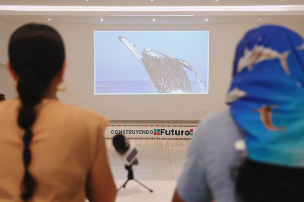 Gobierno de Lizette Tapia Castro presenta resultados positivos de la temporada de avistamiento de ballenas
