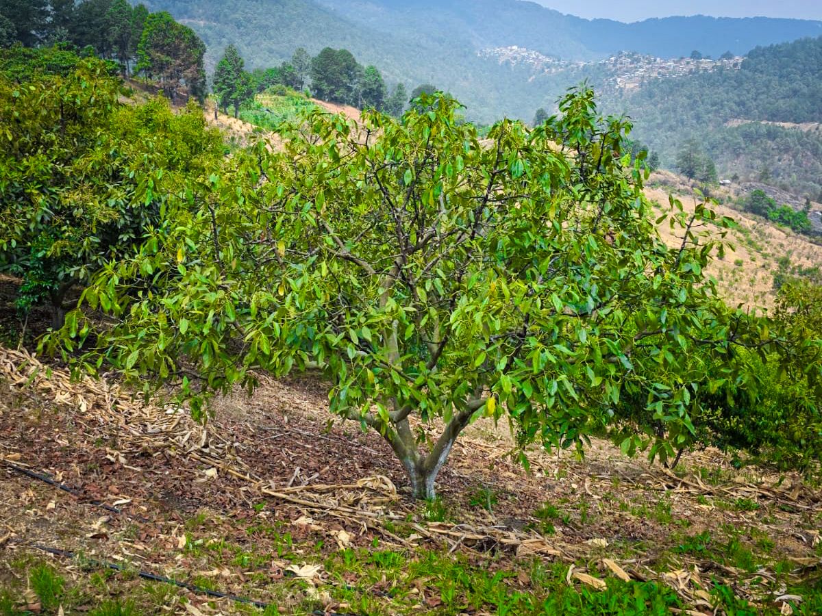 Capacitan en Guerrero a productores de aguacate sobre buenas prácticas agrícolas