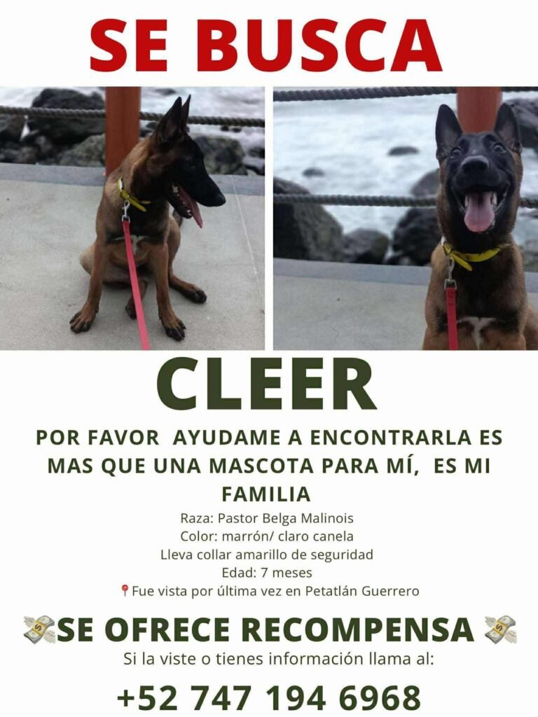 Buscan a perrita de asistencia emocional extraviada en Petatlán