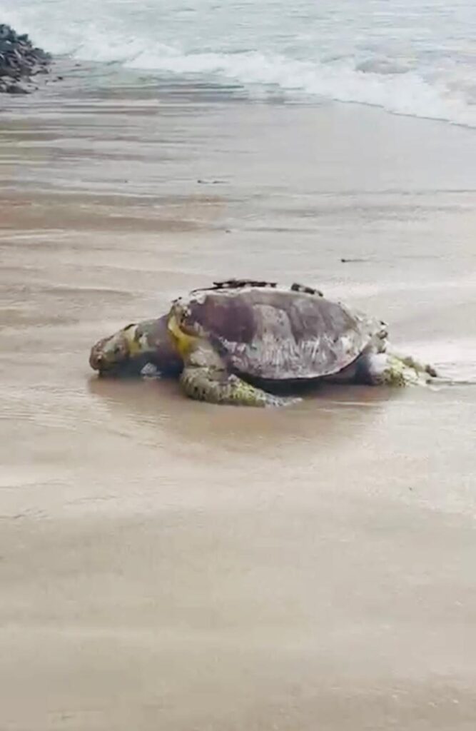 Encuentran tortuga marina muerta en playa La Ropa