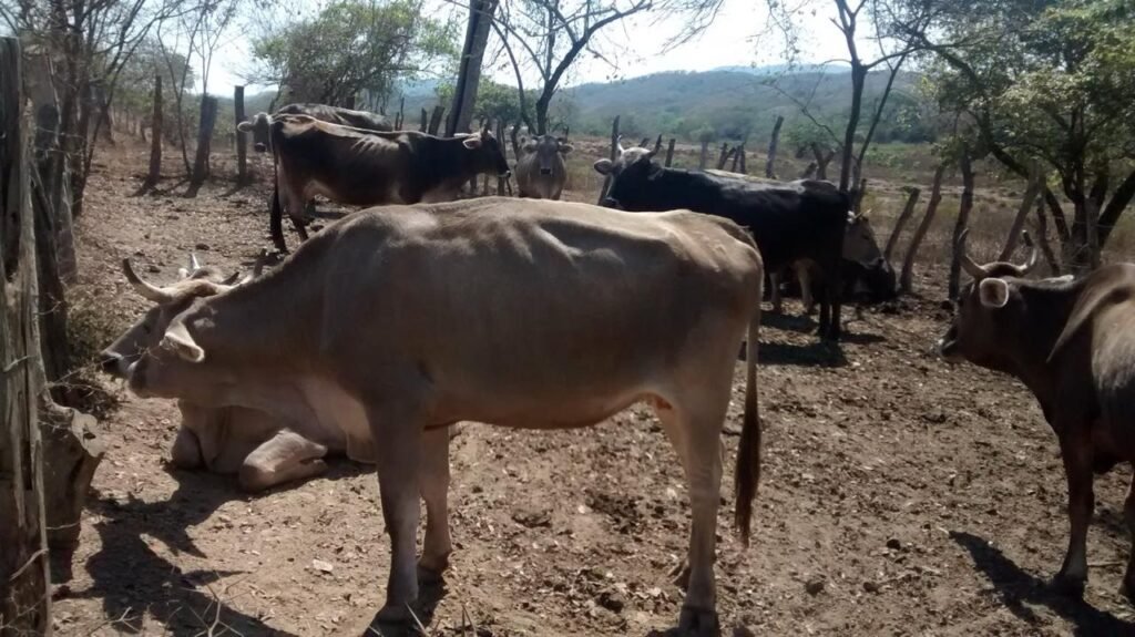 Freno en exportación de ganado hacia EUA afecta a productores de Zihuatanejo