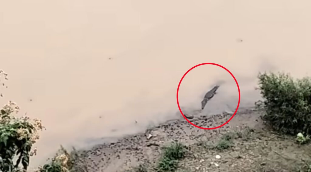 Avistan cocodrilo en el río de Tecpan; vecinos piden intervención de autoridades
