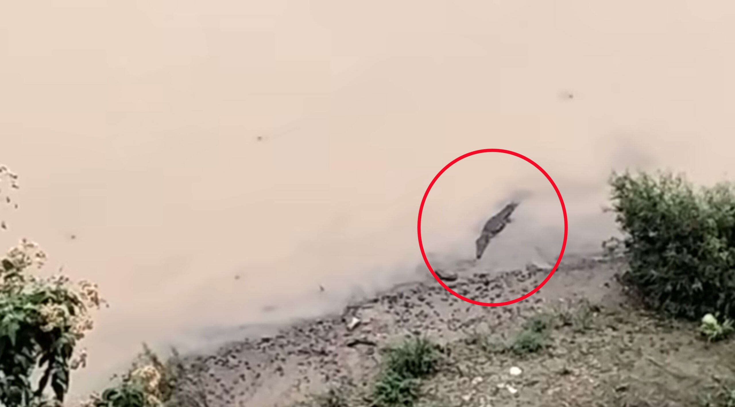 Avistan cocodrilo en el río de Tecpan; vecinos piden intervención de autoridades