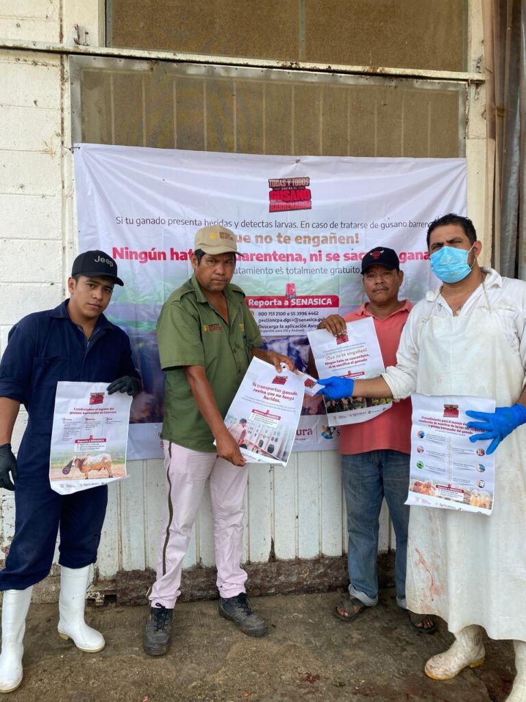 Refuerza SAGADEGRO campaña preventiva contra el gusano barrenador del ganado