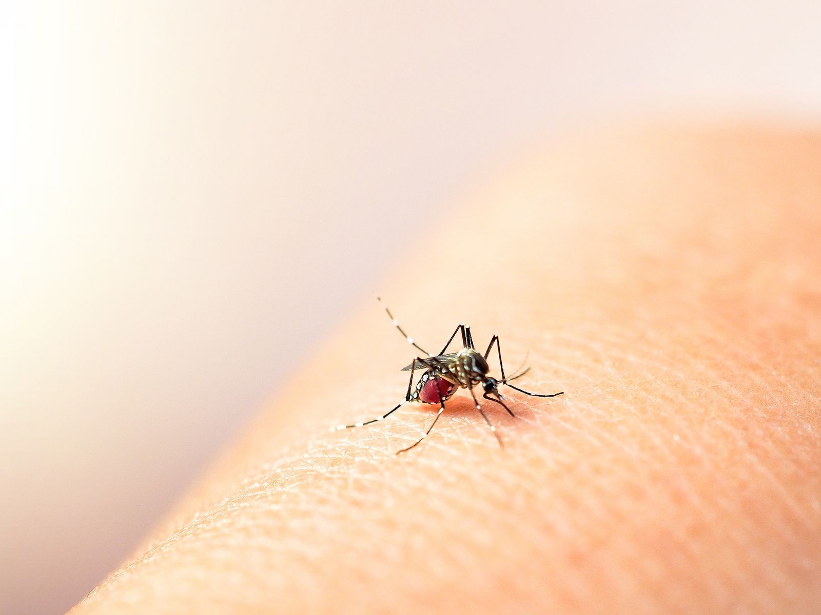 Llama IMSS Guerrero a intensificar acciones contra el dengue ante temporada de lluvias