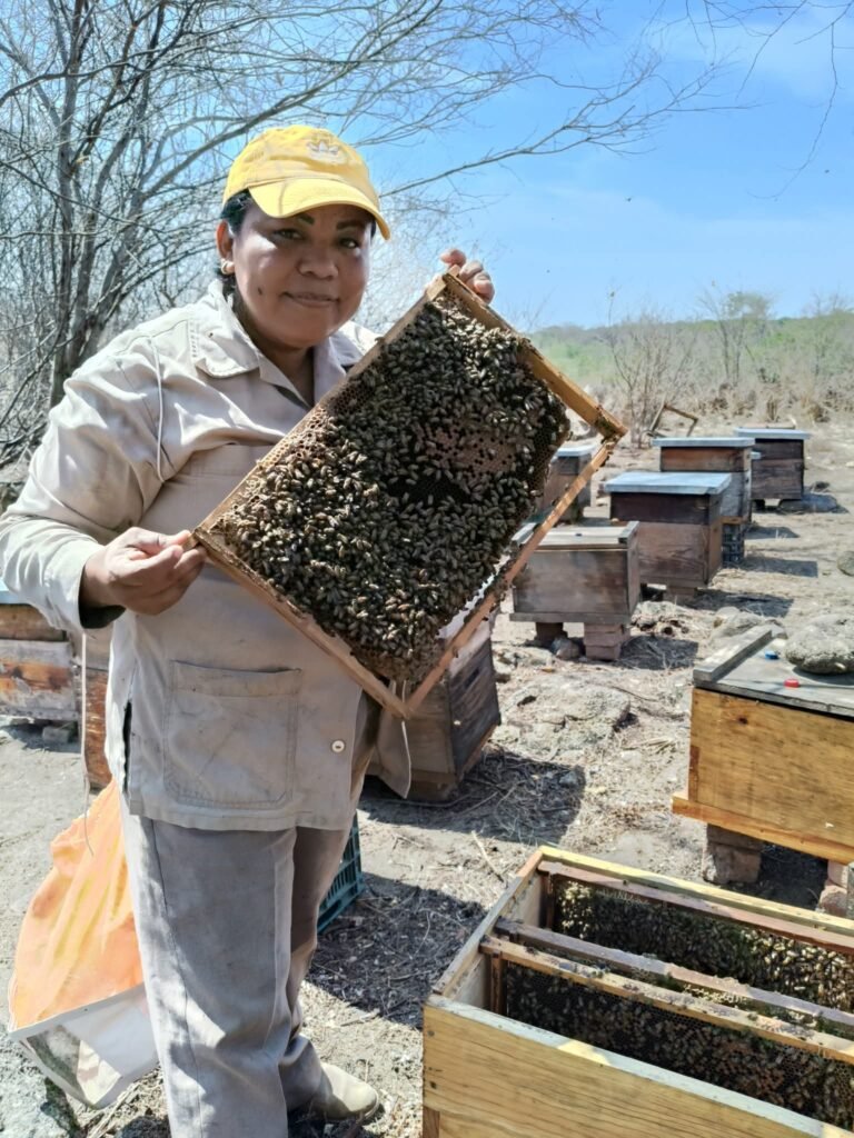 Baja la producción de miel en Atoyac debido a las tormentas