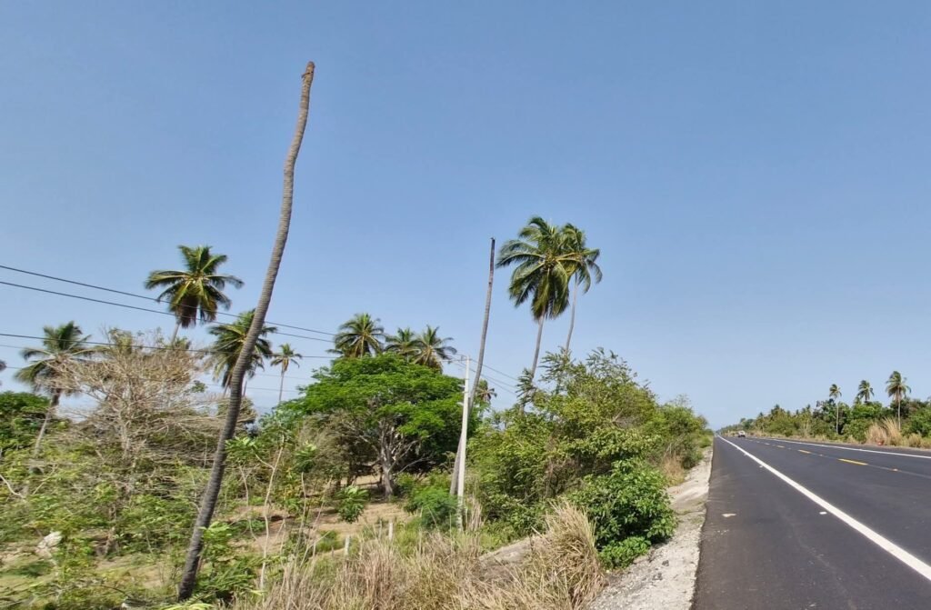 Las plagas están acabando con varios árboles sobre la carretera federal Acapulco-Zihuatanejo