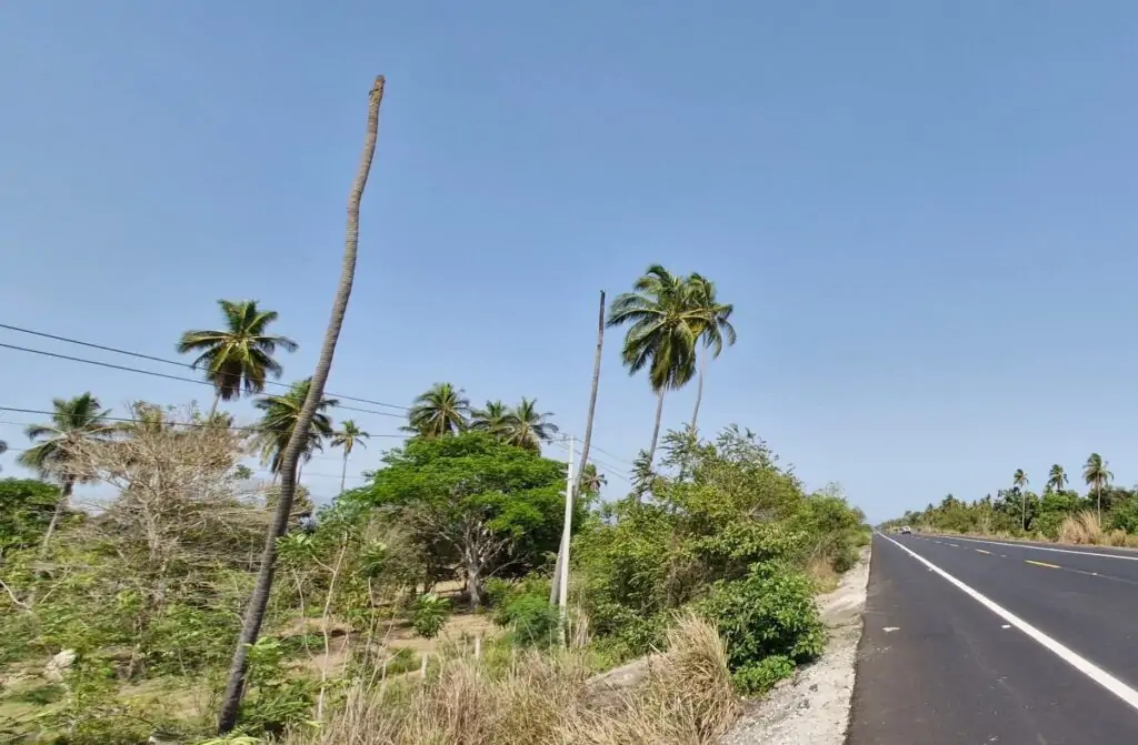 Las plagas están acabando con varios árboles sobre la carretera federal Acapulco-Zihuatanejo