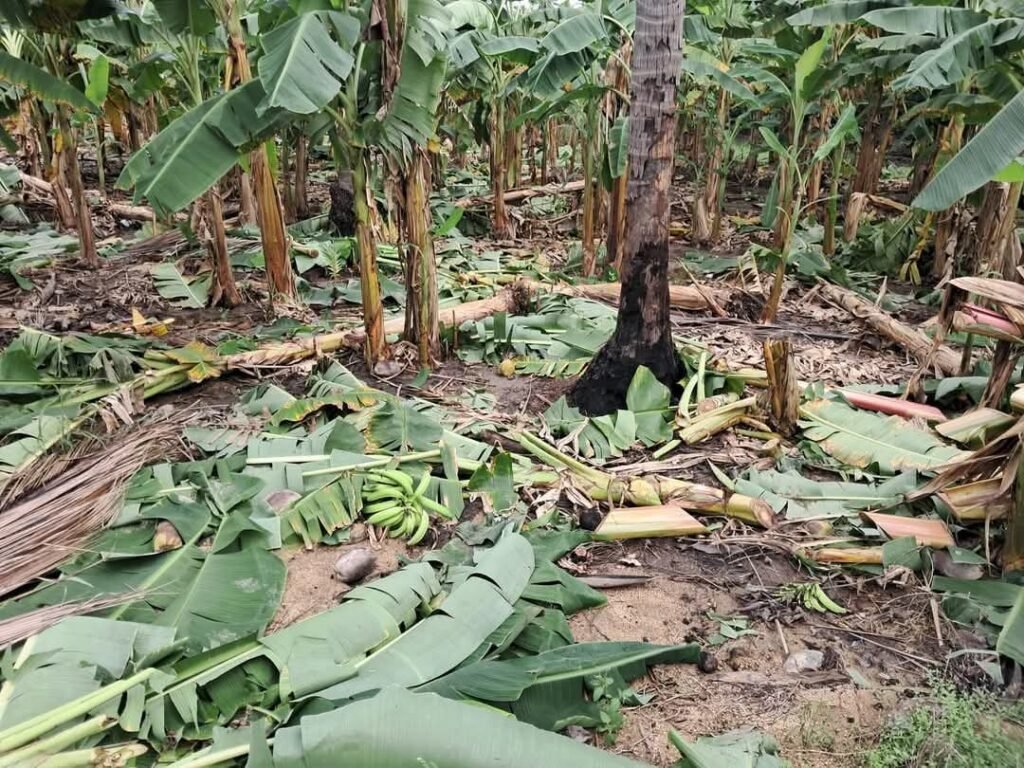 Productores de plátano reportan afectaciones por fuertes vientos en Atoyac