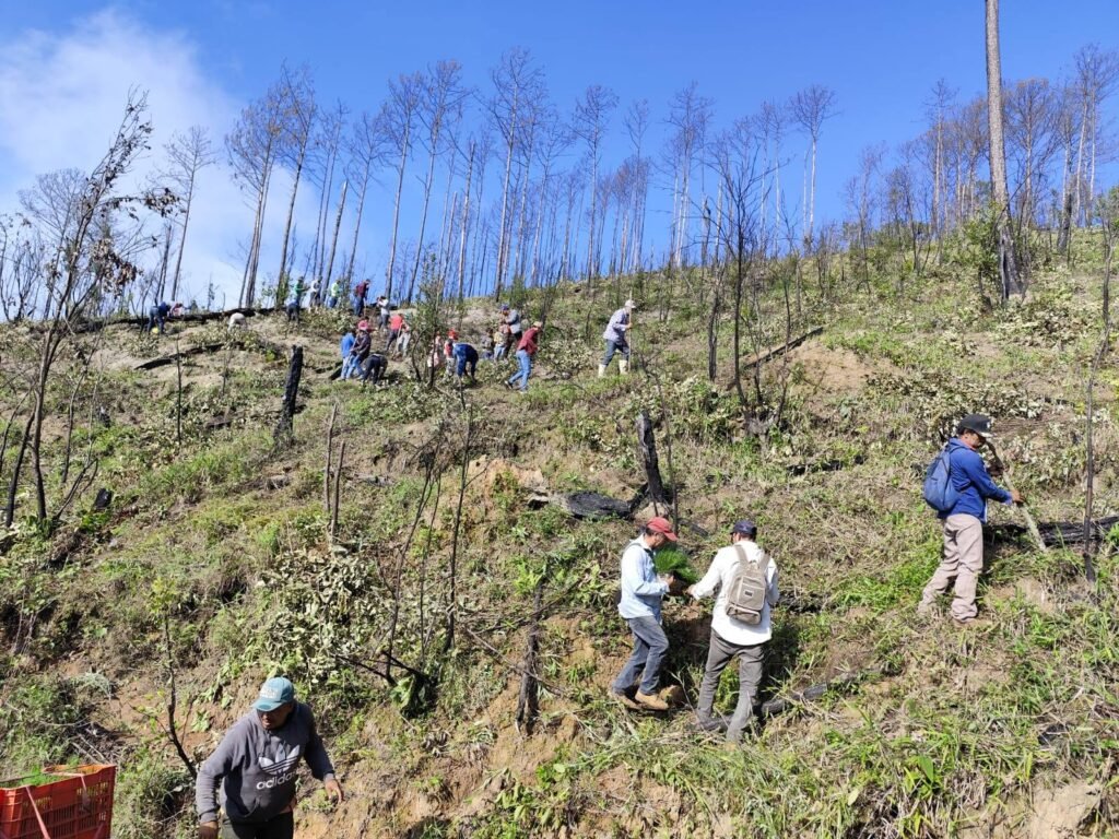 Reforestan seis mil pinos en el Ejido Cordón Grande en la Sierra de Tecpan
