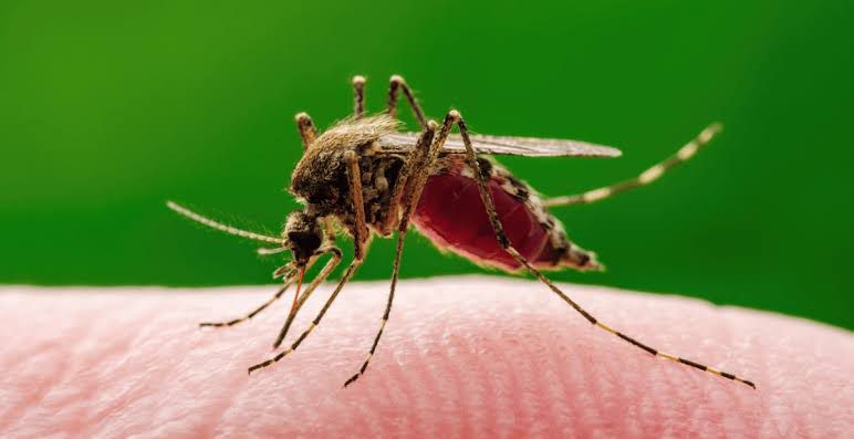 Reportan 14 casos de dengue en la Costa Grande
