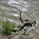 Hallan cuerpo sin vida en el río Balsas; era buscado desde el fin de semana