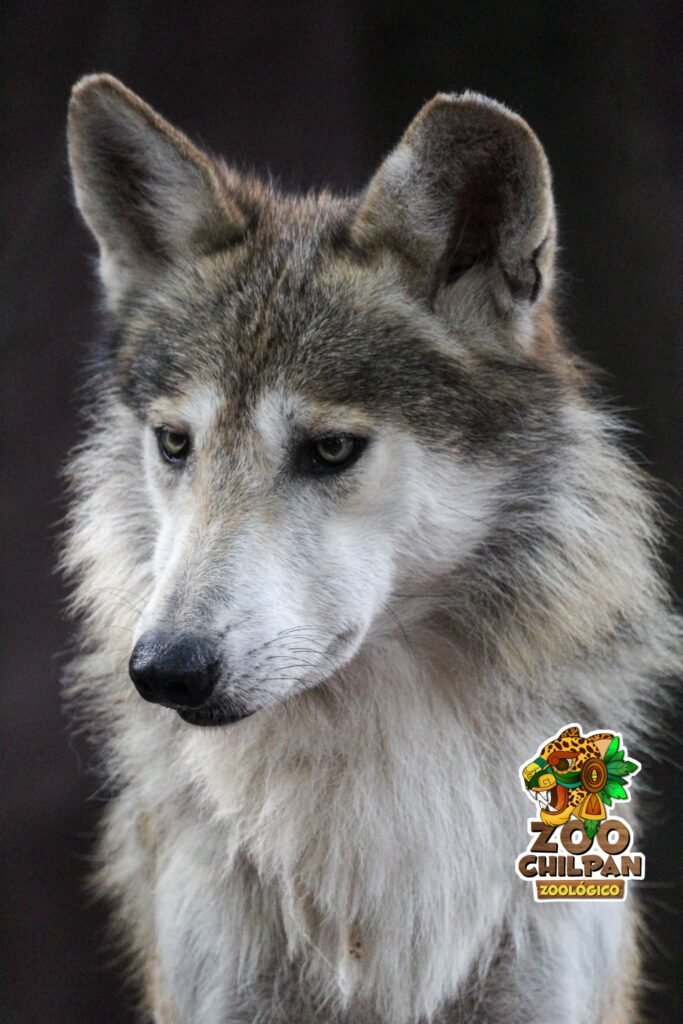 Proyecto para recuperar al Lobo mexicano; el Zoochilpan tiene dos