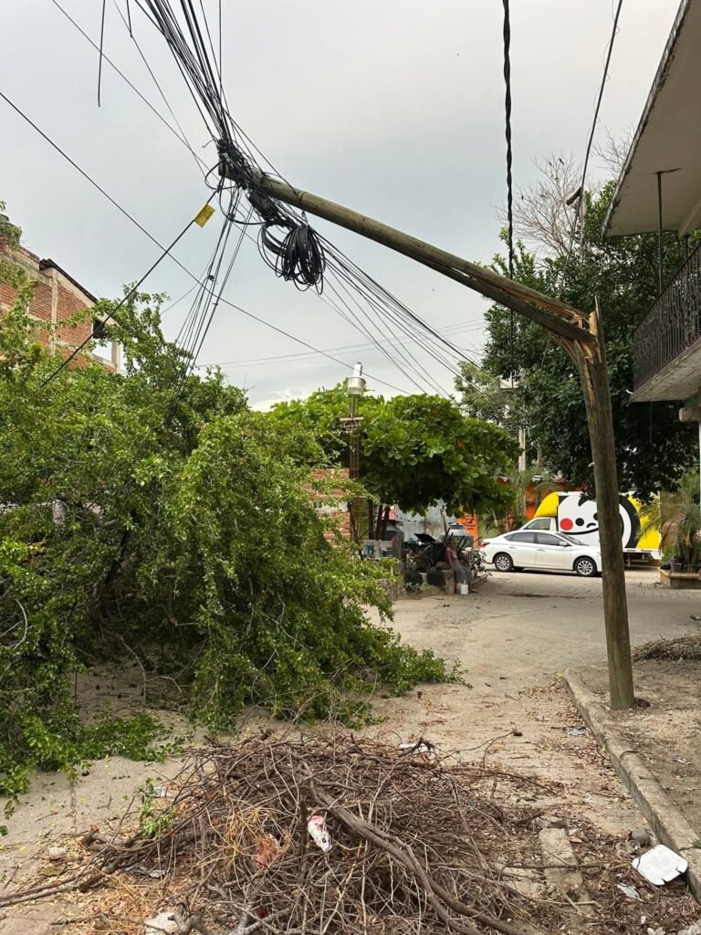 Caída de árbol en San Jerónimo de Juárez deja a familias sin servicio de telefonía e internet