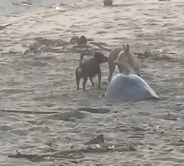 Matanza de tortugas en El Carrizal provoca alarma entre pobladores