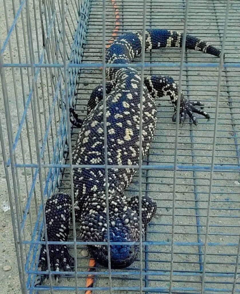 Capturan ejemplar de lagarto enchaquirado “Escorpión mexicano” en Tecpan