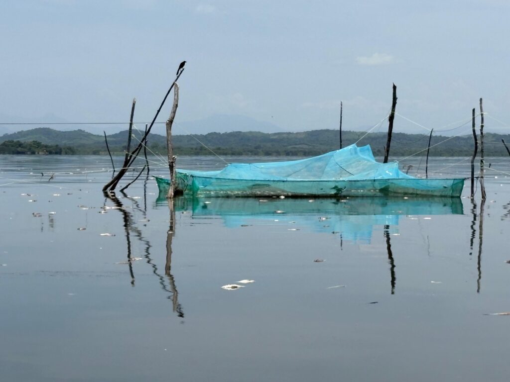 En Acapulco… Contaminación en Laguna de Tres Palos ha matado a más de 40 toneladas de peces