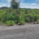 Hallan cuerpo baleado en avanzado estado de descomposición en Iguala