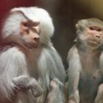 Presenta el Zoológico Zoochilpan de Chilpancingo a pareja de babuinos sagrados