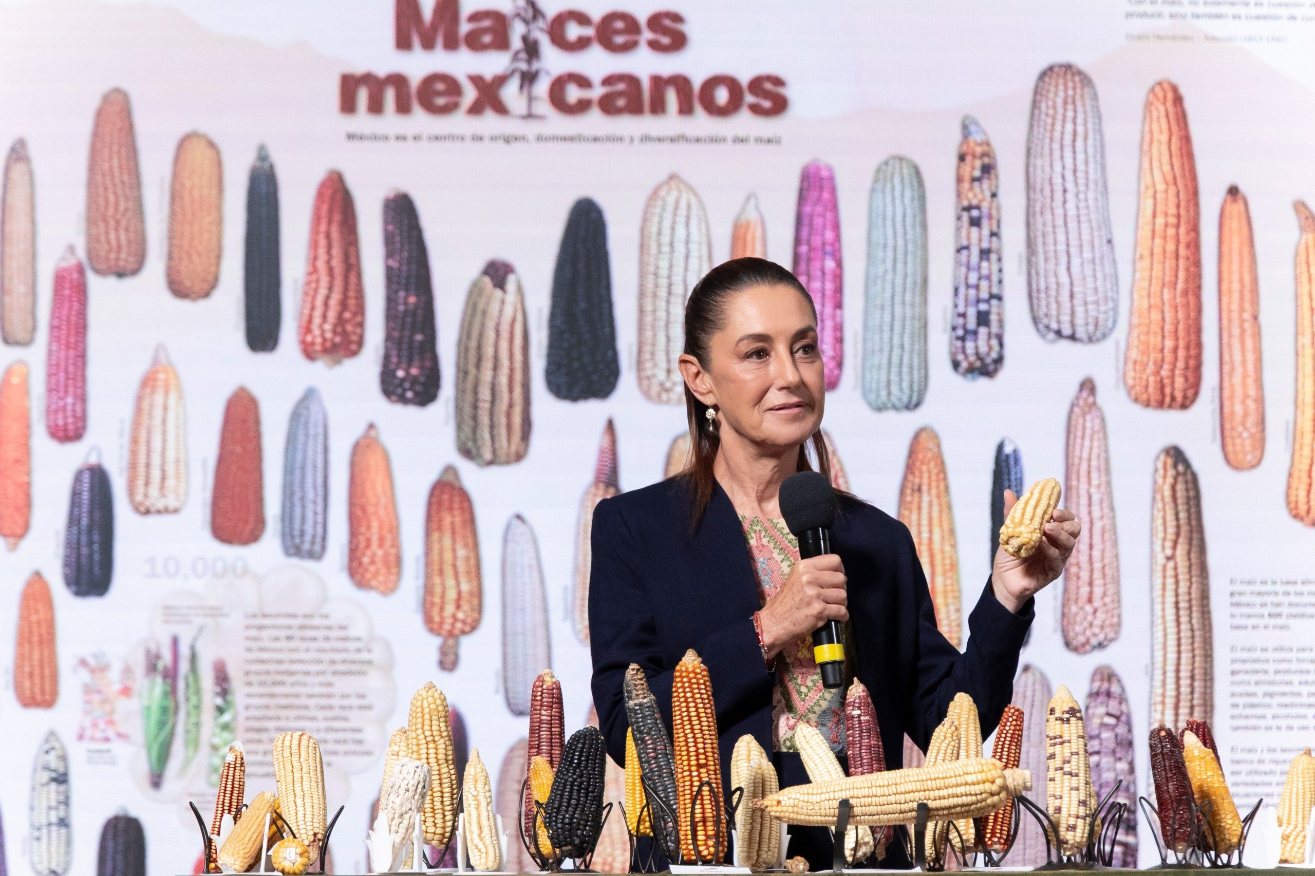 Presidenta Claudia Sheinbaum anuncia programa “Sin maíz no hay país” para producir con bienestar