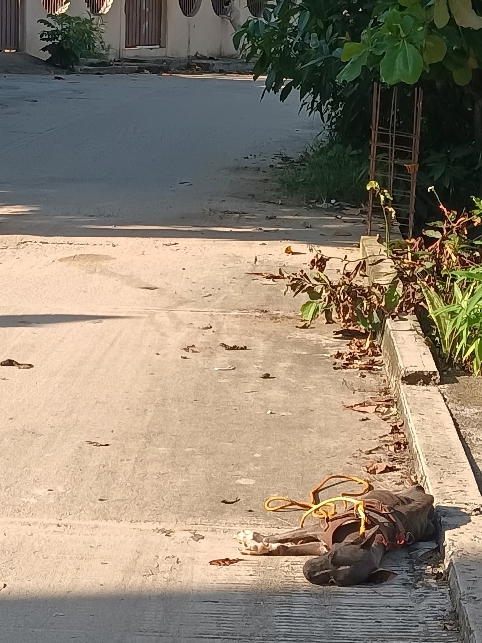 Denuncian maltrato animal en Atoyac; perro deambula en condiciones de abandono