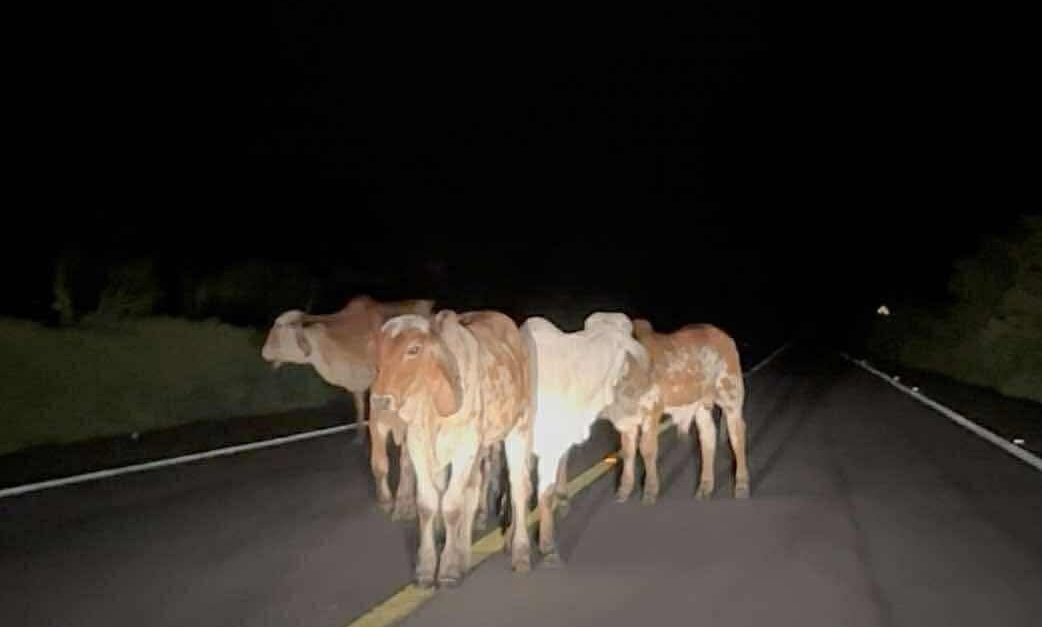 Accidente en Tecpan deja una persona lesionada y una vaca muerta por ganado suelto