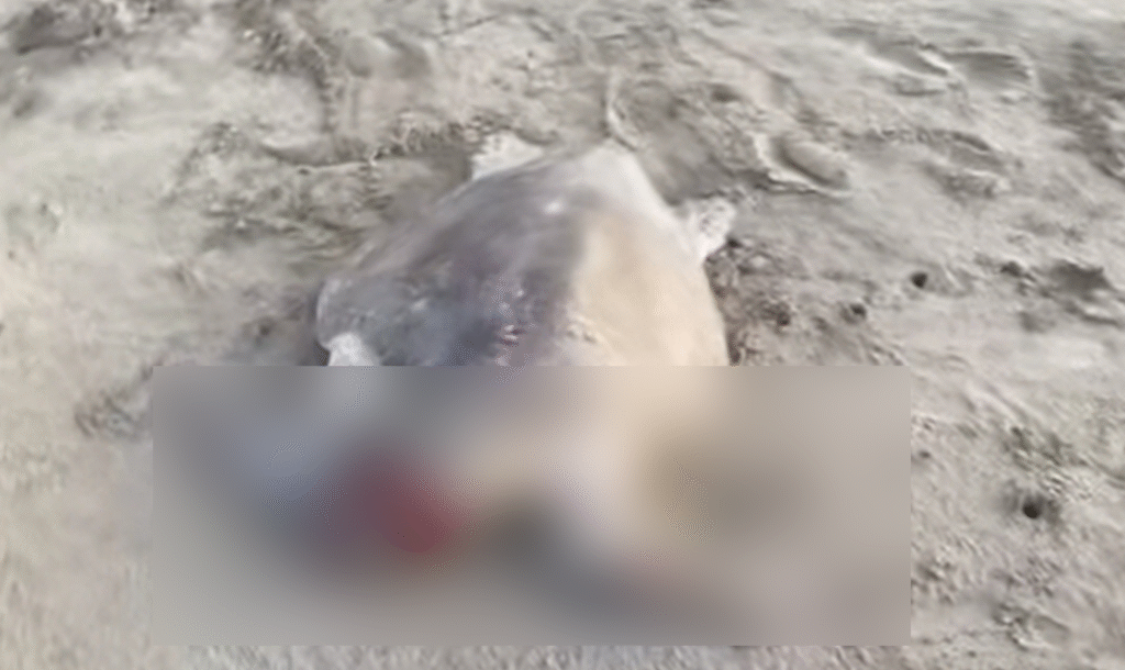 Encuentran tortuga golfina macheteada en playa Llano Largo