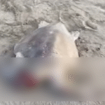 Encuentran tortuga golfina macheteada en playa Llano Largo