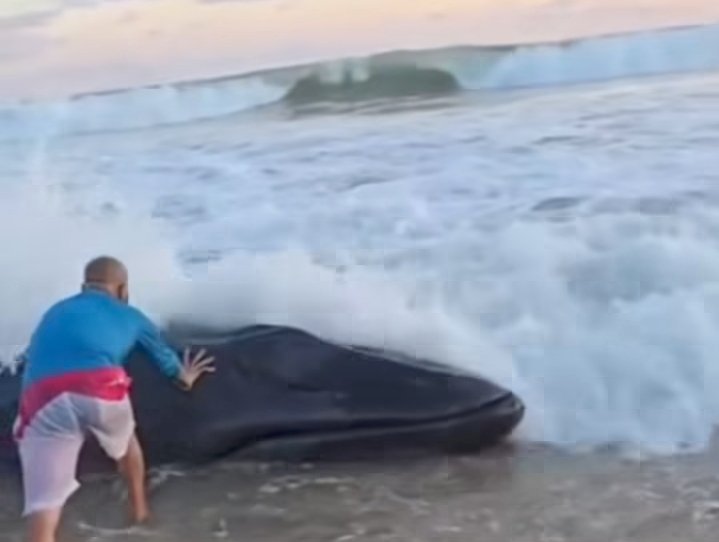Rescatan ballenato varado en playa Paraíso, en San Jerónimo de Juárez