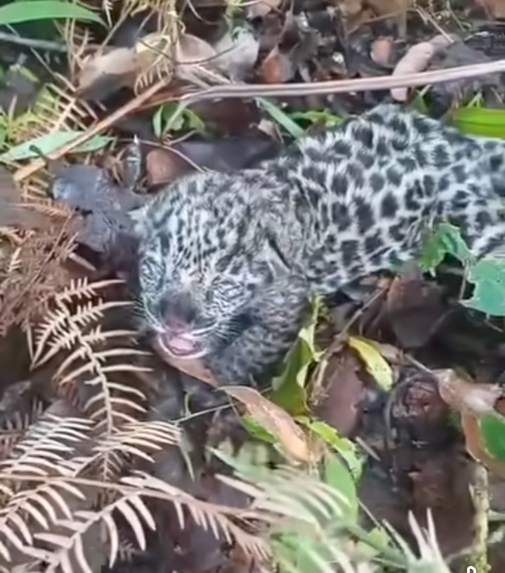Encuentran un cachorro de jaguar en la sierra de Atoyac y lo regresan a su hábitat