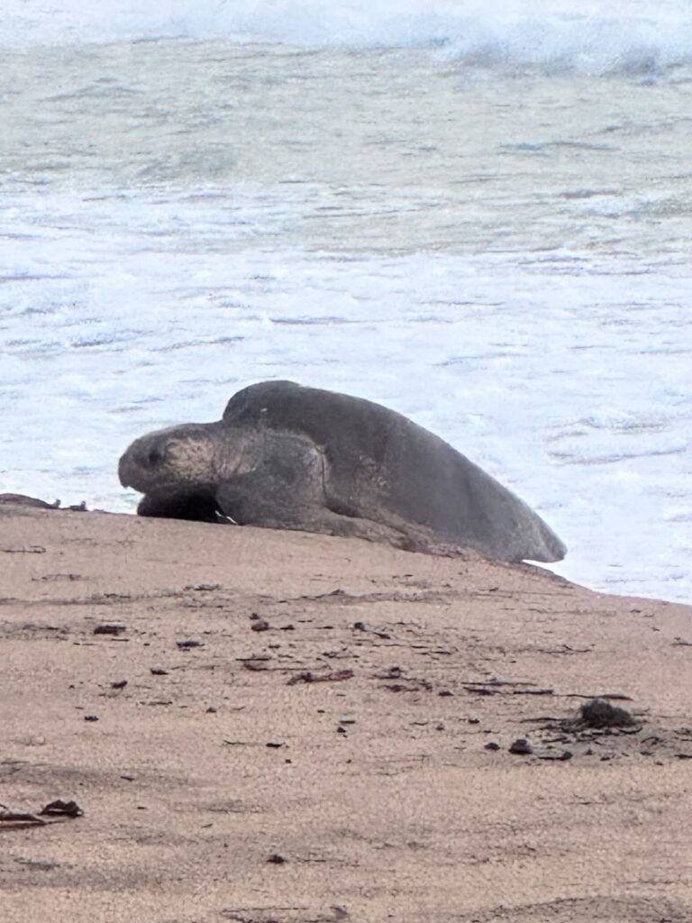 Ambientalista pide proteger tortugas en playas de Coyuca de Benítez