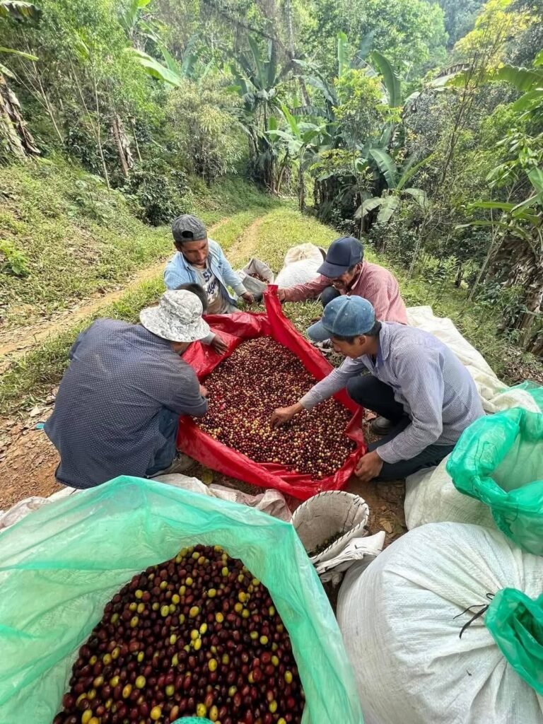 Café de Atoyac gana medalla de oro en certamen internacional en París
