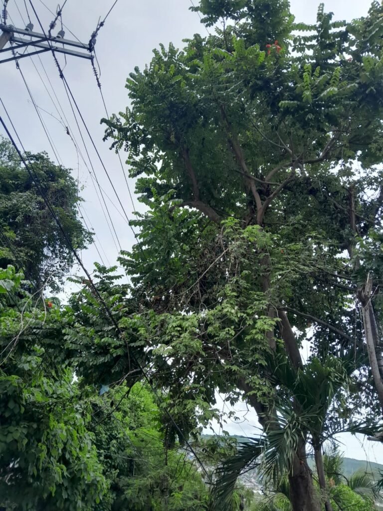 Vecinos denuncian riesgo en Los Pinos por árbol que invade cables de alta tensión
