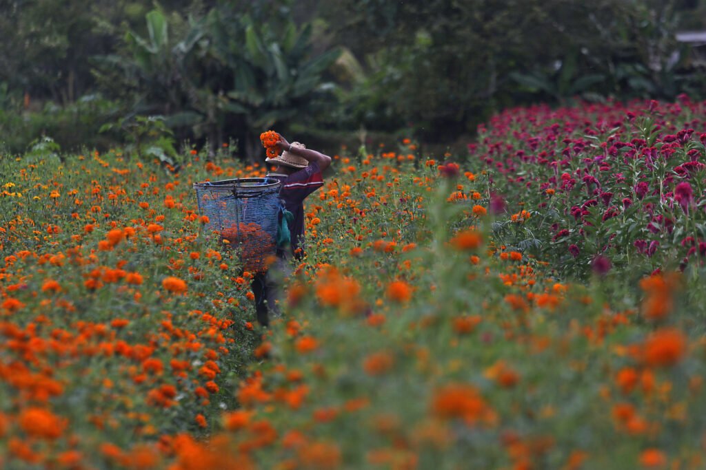 En Tixtla, inicia el corte del cempasúchil, flor tradicional del Día de Muertos