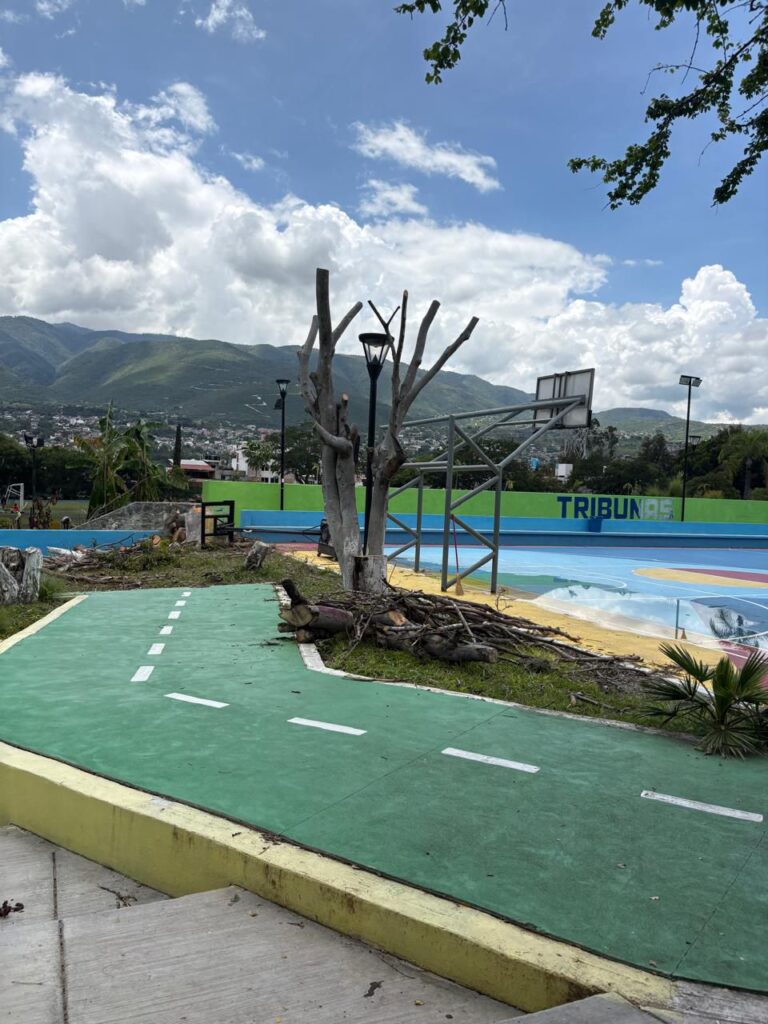 Niega INDEG ecocidio por tala de árboles en la Unidad Deportiva Chilpancingo II